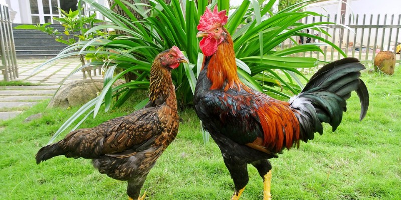 Bạn nên ép cân cho chiến kê của mình khi thấy có dấu hiệu thừa cân
