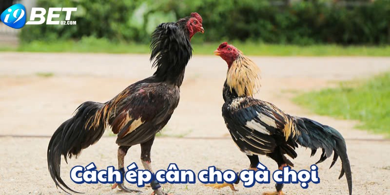 cách ép cân cho gà chọi