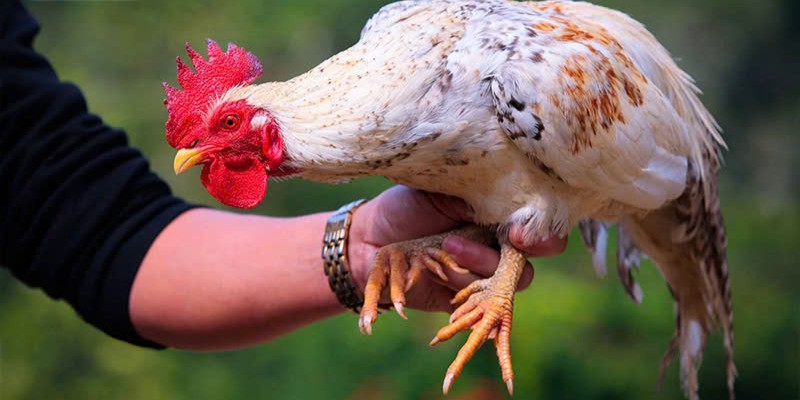 Cho chiến kê luyện tập nhiều hơn để giảm mỡ hiệu quả