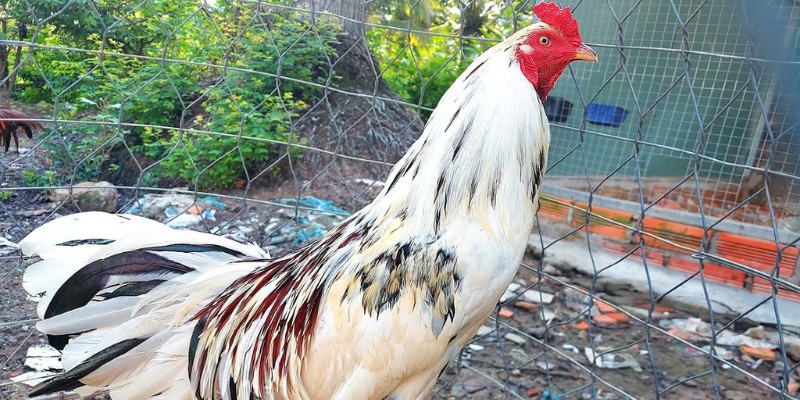 Đặc điểm của gà Asil Mỹ