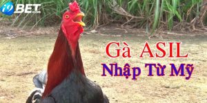 gà asil mỹ