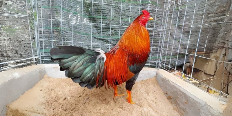 Giới thiệu sơ lược về gà Asil Mỹ