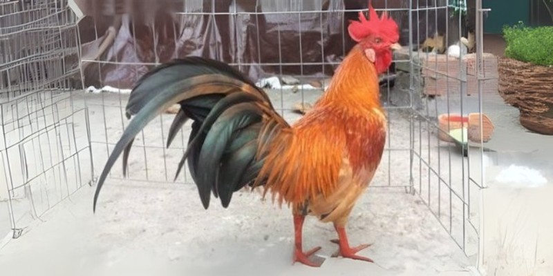 Lối đá đặc trưng của giống gà Asil Mỹ